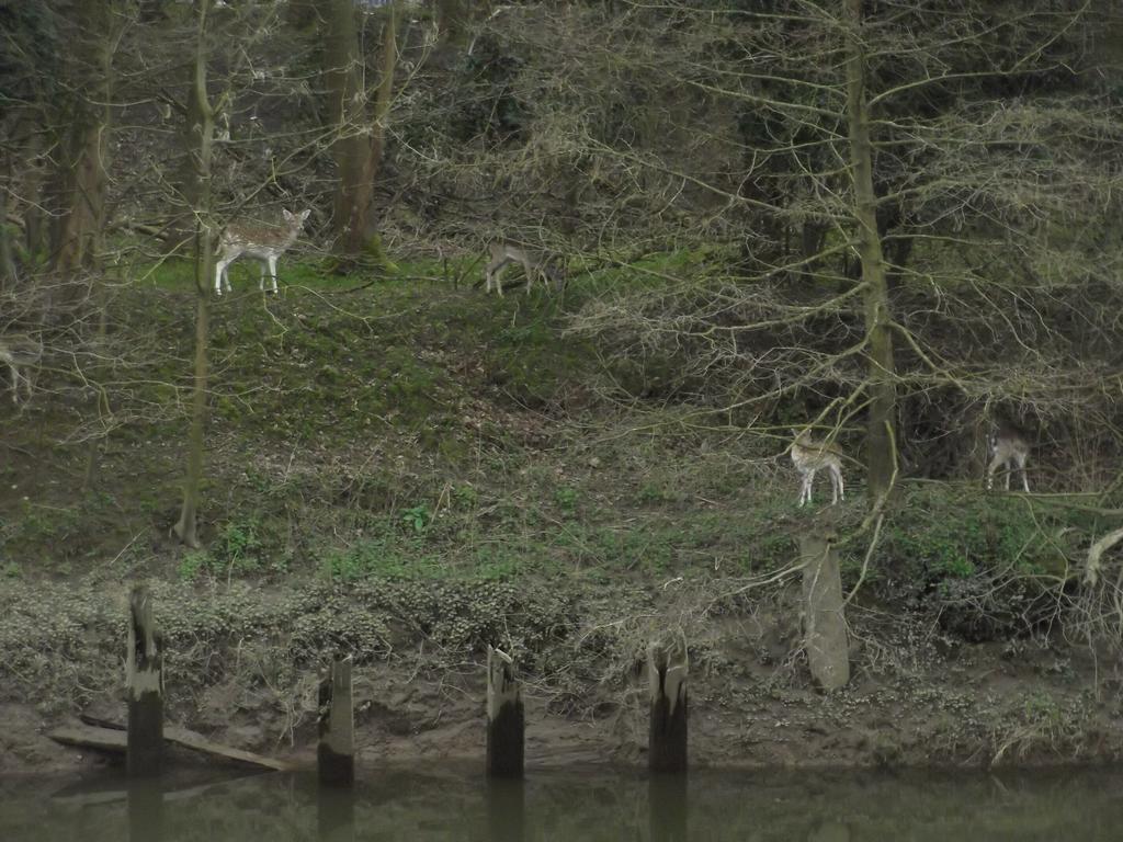 Firs Riverside B&B Ironbridge Bagian luar foto